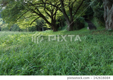 Tottori: A Stroll Through the Seasons - Aoshima - Summer Tottori: A Stroll Through the Seasons - Aoshima - Summer 142616084