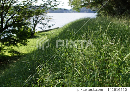 鳥取：四季漫步——青島——夏季 142616230