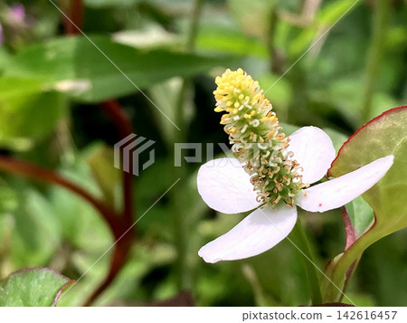 德庫達米白花的特寫 德庫達米白花的特寫 142616457