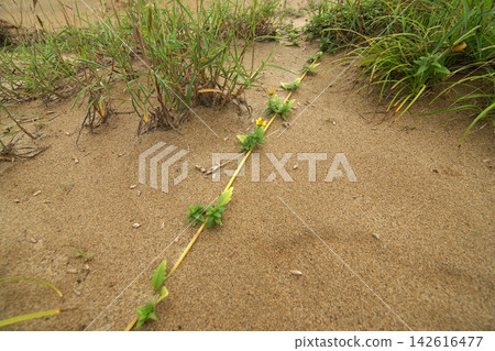 Tottori four seasons walk summer Tottori sand dunes Tottori four seasons walk summer Tottori sand dunes 142616477