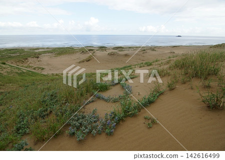 Tottori four seasons walk summer Tottori sand dunes Tottori four seasons walk summer Tottori sand dunes 142616499