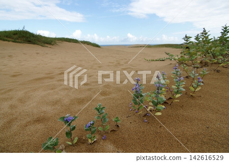 Tottori four seasons walk summer Tottori sand dunes Tottori four seasons walk summer Tottori sand dunes 142616529