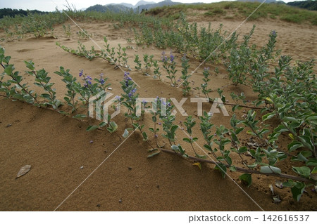 Tottori four seasons walk summer Tottori sand dunes Tottori four seasons walk summer Tottori sand dunes 142616537