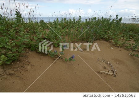 Tottori four seasons walk summer Tottori sand dunes Tottori four seasons walk summer Tottori sand dunes 142616562