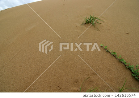 Tottori four seasons walk summer Tottori sand dunes Tottori four seasons walk summer Tottori sand dunes 142616574
