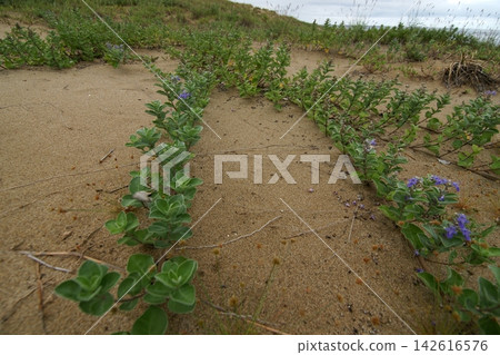 Tottori four seasons walk summer Tottori sand dunes Tottori four seasons walk summer Tottori sand dunes 142616576