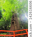 Beautiful trees 142616606