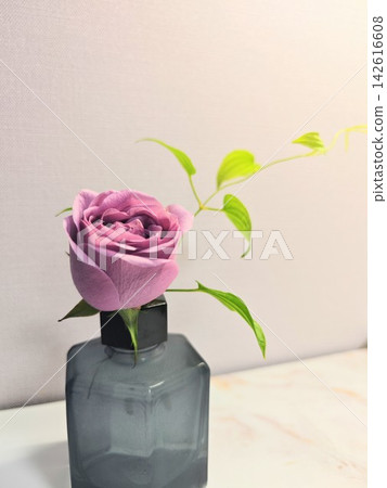 A single rose A single rose 142616608