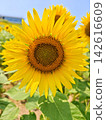 Sunflower 142616609