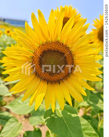 Sunflower Sunflower 142616609