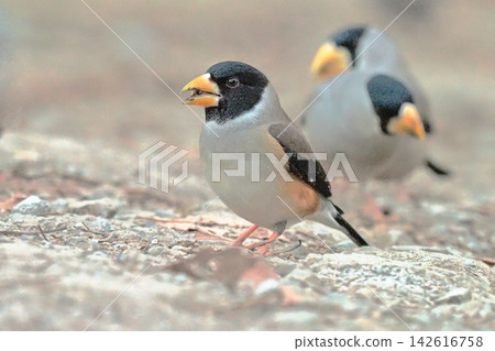 Japanese Grosbeak (male) and in the background is a Japanese Grosbeak. Japanese Grosbeak (male) and in the background is a Japanese Grosbeak. 142616758