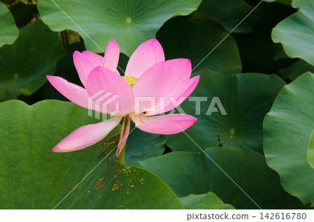 Oga lotus with pink color Oga lotus with pink color 142616780