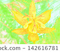 Tamagawa Toad Lily (afw20260830073101) 142616781