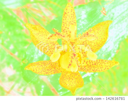 Tamagawa Toad Lily (afw20260830073101) Tamagawa Toad Lily (afw20260830073101) 142616781