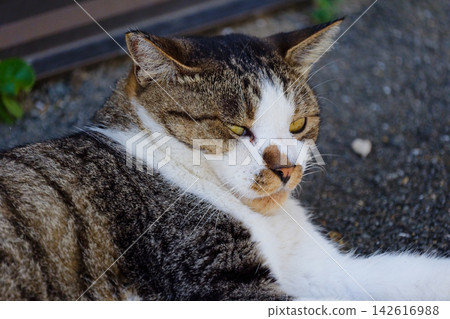 A cat staring at you A cat staring at you 142616988