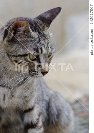 A cat staring at something A cat staring at something 142617067