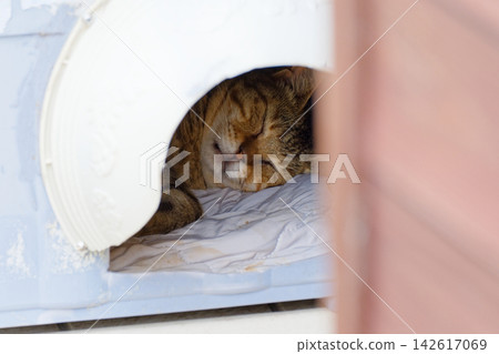A cute cat sleeping soundly A cute cat sleeping soundly 142617069