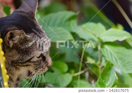 Cat's look Cat's look 142617075
