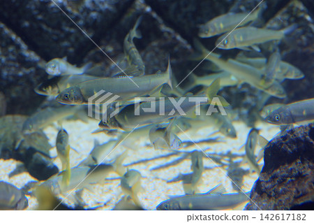 Ayu (aquarium) Ayu (aquarium) 142617182