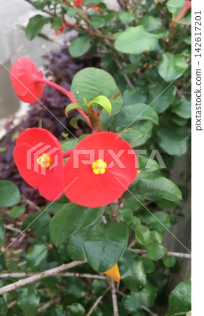 鐵海棠鮮豔的紅色花朵 鐵海棠鮮豔的紅色花朵 142617201