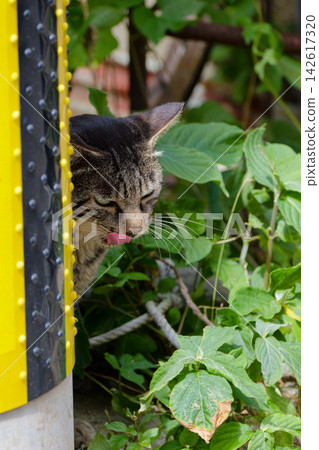 A cute cat sticking its tongue out, looking like it's plotting something. A cute cat sticking its tongue out, looking like it's plotting something. 142617320