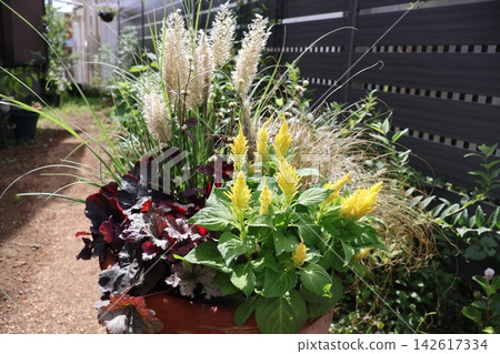 A mixed planting of mini pampas grass and celosia. 142617334