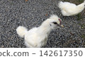 雞 142617350