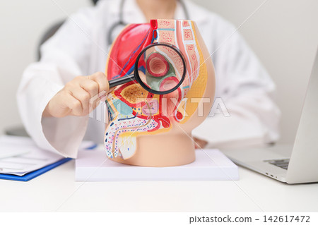 Doctor with Male Reproductive System anatomy model. Male consultation, Prostate Cancer, Enlarged prostate, Prostatitis disease, Male Infertility, Erectile dysfunction, Penis and Male genital disorder Doctor with Male Reproductive System anatomy model. Male consultation, Prostate Cancer, Enlarged prostate, Prostatitis disease, Male Infertility, Erectile dysfunction, Penis and Male genital disorder 142617472