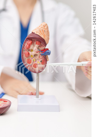 Doctor with Kidney Adrenal gland anatomy model. disease of Urinary system and Stones, Cancer, world kidney day, Chronic kidney, Urology, Nephritis, Renal, Transplant and health concept Doctor with Kidney Adrenal gland anatomy model. disease of Urinary system and Stones, Cancer, world kidney day, Chronic kidney, Urology, Nephritis, Renal, Transplant and health concept 142617483