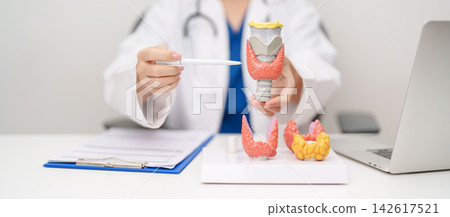 Doctor with human Thyroid anatomy model. Hyperthyroidism, Hypothyroidism, Hashimoto Thyroiditis, Thyroid Tumor and Cancer, Postpartum, Papillary Carcinoma and Health concept 142617521
