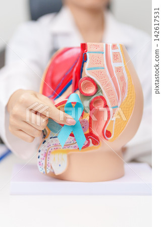 Doctor with Male Reproductive System anatomy model and Blue ribbon. November Prostate Cancer awareness month, Enlarged prostate, Prostatitis disease, Male Infertility and healthcare concept Doctor with Male Reproductive System anatomy model and Blue ribbon. November Prostate Cancer awareness month, Enlarged prostate, Prostatitis disease, Male Infertility and healthcare concept 142617531