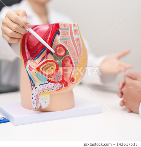 Doctor with Male Reproductive System anatomy model. Male consultation, Prostate Cancer, Enlarged prostate, Prostatitis disease, Male Infertility, Erectile dysfunction, Penis and Male genital disorder Doctor with Male Reproductive System anatomy model. Male consultation, Prostate Cancer, Enlarged prostate, Prostatitis disease, Male Infertility, Erectile dysfunction, Penis and Male genital disorder 142617533