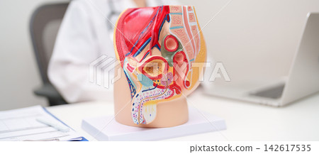 Doctor with Male Reproductive System anatomy model. Male consultation, Prostate Cancer, Enlarged prostate, Prostatitis disease, Male Infertility, Erectile dysfunction, Penis and Male genital disorder Doctor with Male Reproductive System anatomy model. Male consultation, Prostate Cancer, Enlarged prostate, Prostatitis disease, Male Infertility, Erectile dysfunction, Penis and Male genital disorder 142617535
