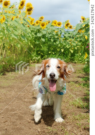 一隻穿著夏威夷襯衫的庫伊克爾瓊吉犬快樂地走過向日葵田。 142617642