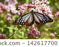 Autumn scenery: Eupatorium fortunei, one of the seven autumn flowers, attracting the chestnut tiger butterfly. 142617700
