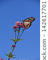 Autumn scenery: Eupatorium fortunei, one of the seven autumn flowers, attracting the chestnut tiger butterfly. 142617701