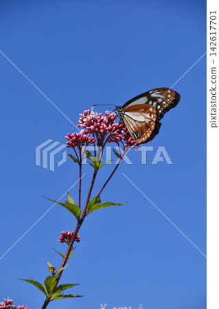 Autumn scenery: Eupatorium fortunei, one of the seven autumn flowers, attracting the chestnut tiger butterfly. Autumn scenery: Eupatorium fortunei, one of the seven autumn flowers, attracting the chestnut tiger butterfly. 142617701