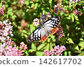 Autumn scenery: Eupatorium fortunei, one of the seven autumn flowers, attracting the chestnut tiger butterfly. 142617702