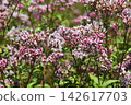 Fujibakama, one of the seven autumn flowers, is a traditional Japanese wildflower. 142617703