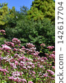 The beautiful, fragrant autumn landscape of the countryside, where the seven autumn flowers, Eupatorium fortunei, are in full bloom. 142617704