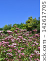 The beautiful, fragrant autumn landscape of the countryside, where the seven autumn flowers, Eupatorium fortunei, are in full bloom. 142617705