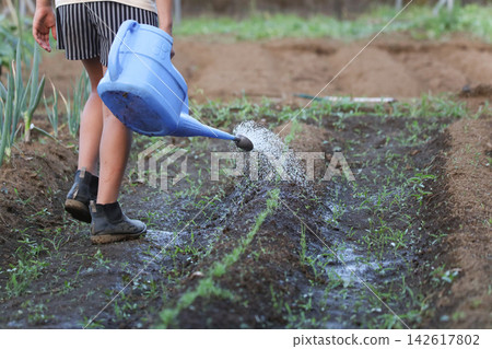 A girl watering the fields A girl watering the fields 142617802