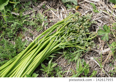 Bracken season Bracken season 142617955