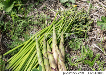 Wild vegetables from the fields and mountains Wild vegetables from the fields and mountains 142618008