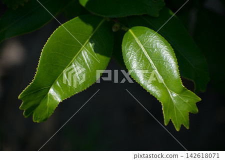 Goldfish-leaf camellia leaves Goldfish-leaf camellia leaves 142618071