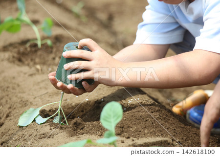 A boy planting vegetable seedlings A boy planting vegetable seedlings 142618100