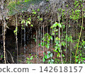 Water droplets dripping from green mossy rock wall covered with plant roots and vines. Beautiful natural wet rainforest background representing ecology, freshness, and moisture. 142618157