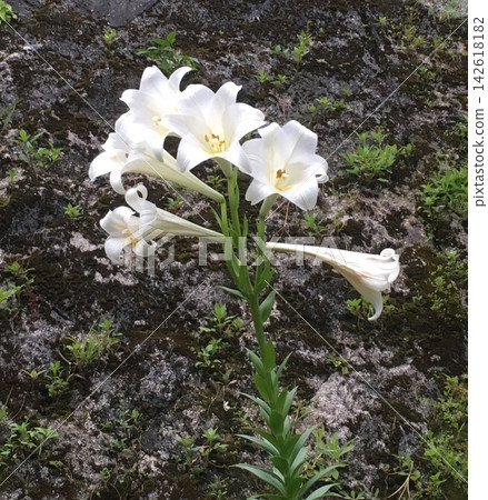 White lilies (Lilium longiflorum / Lilium formosanum) blooming on a slope. White lilies (Lilium longiflorum / Lilium formosanum) blooming on a slope. 142618182