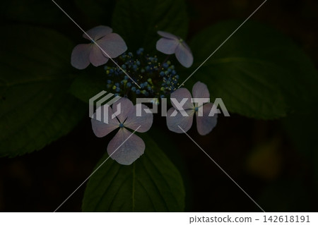 繡球花在黑暗中綻放 繡球花在黑暗中綻放 142618191