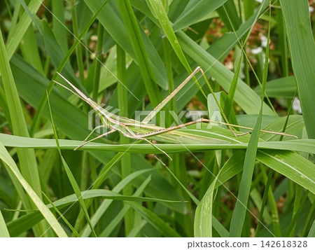 Shorurigata 142618328